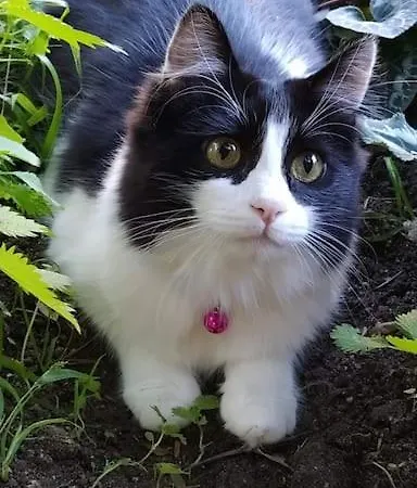 Il Giardino Incantato * Su Forti